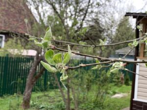 Весенняя подкормка и уход за яблонями: залог здорового урожая