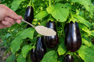 Подкормка баклажанов на всех стадиях роста: от рассады до сбора урожая