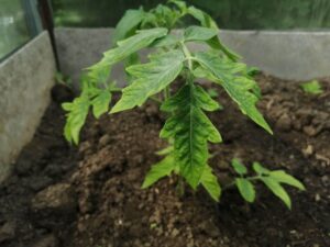 Хлороз у томатов: что это такое и как вылечить
