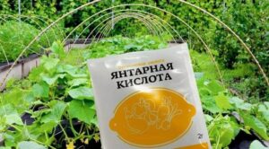 Янтарная кислота для огурцов: польза, разведение и применение