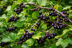 Уход за смородиной после сбора урожая