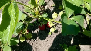 Весенняя подкормка клубники: залог богатого урожая