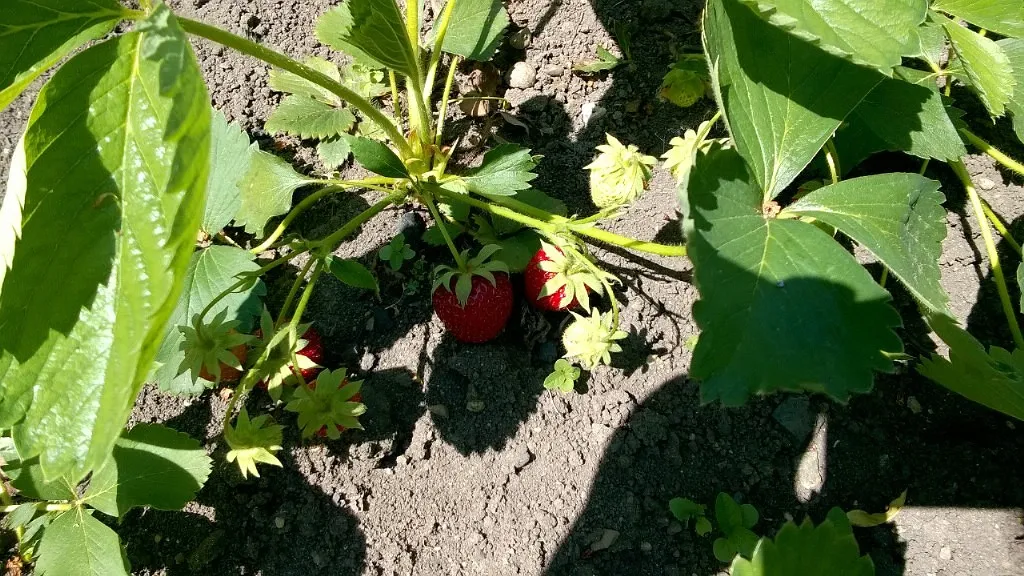 Весенняя подкормка клубники: залог богатого урожая