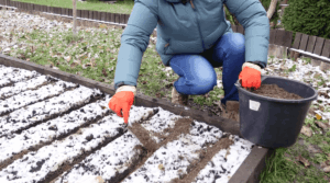 Подзимний посев моркови для раннего урожая