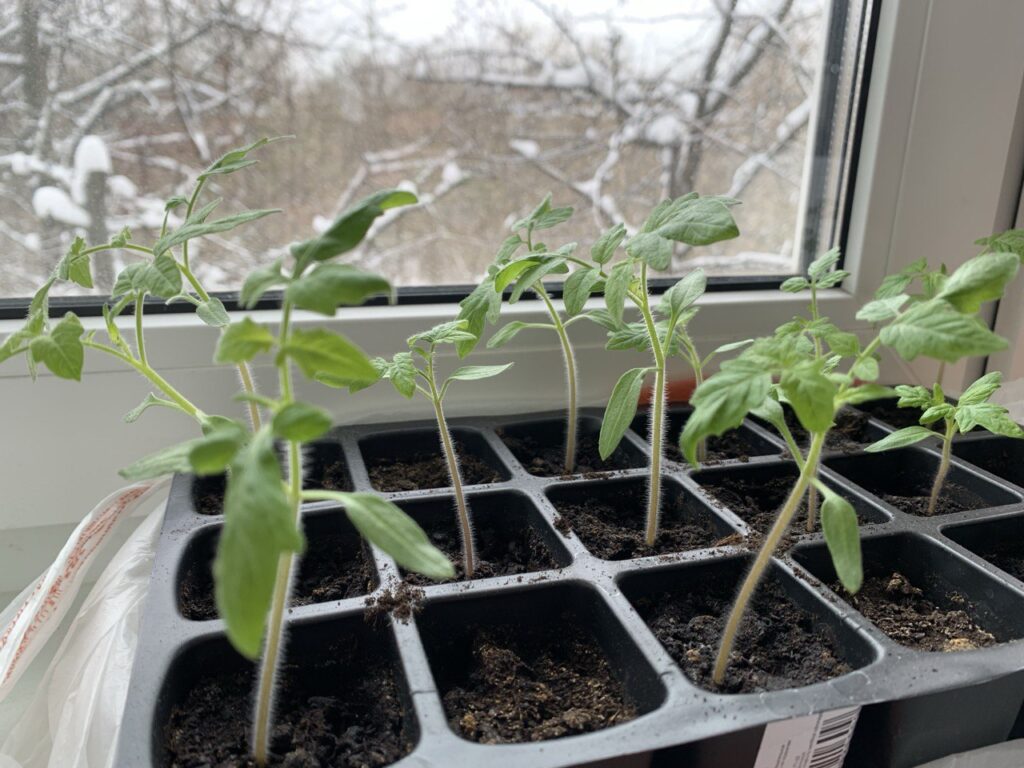 Когда сеять рассаду овощей и цветов?