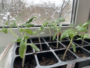 Когда сеять рассаду овощей и цветов?