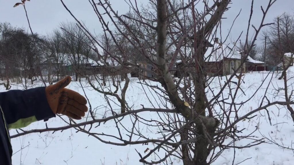 Работы в саду в феврале