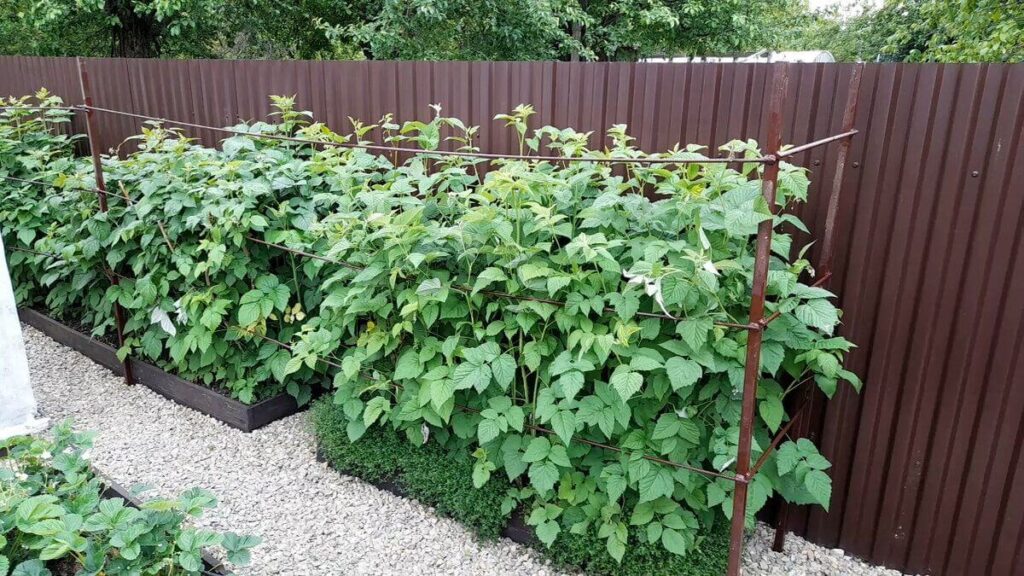 Весенний, летний и осенний уход за малиной: подкормка, полив, обрезка