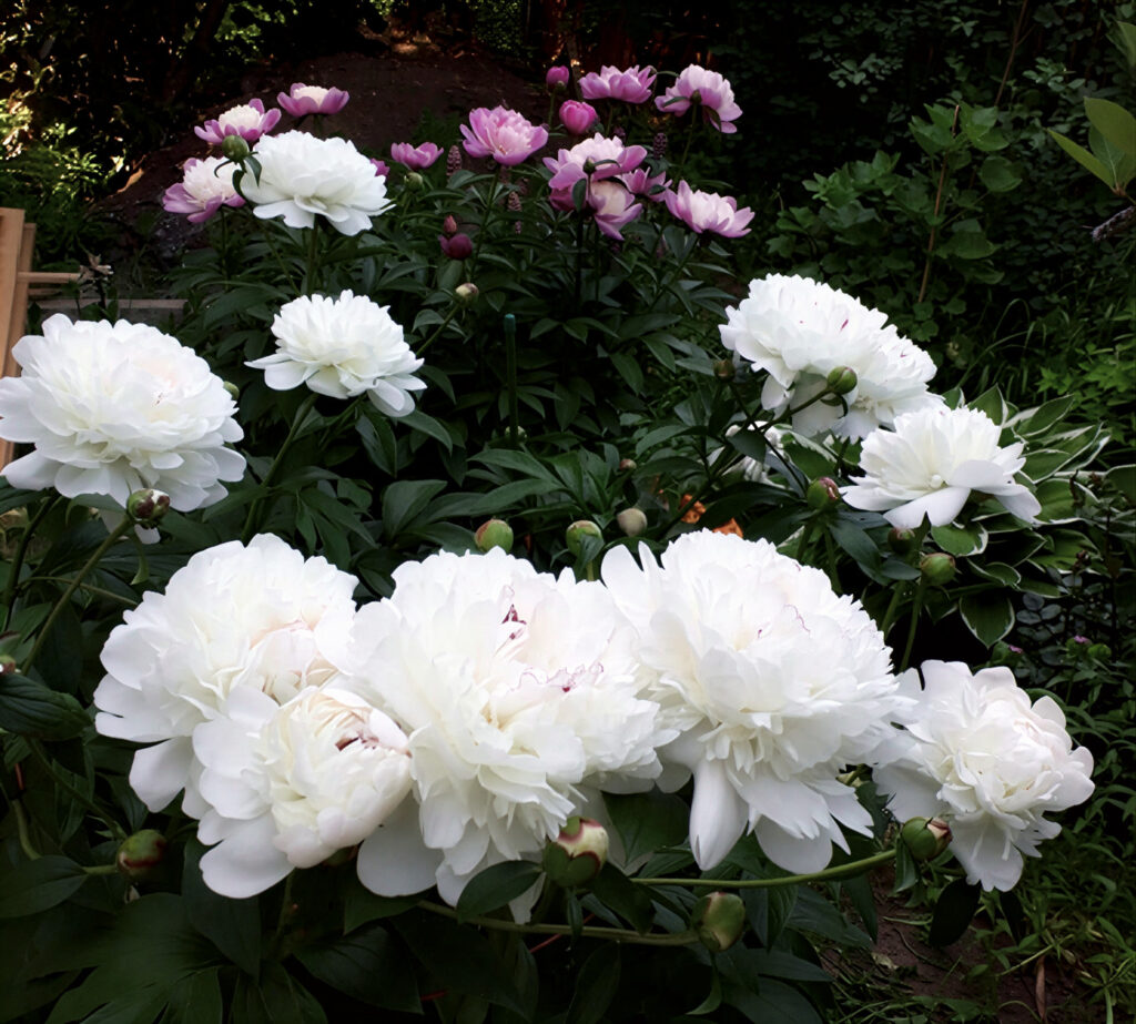 Уход за пионами: советы и рекомендации