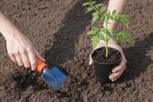 Правильная высадка в грунт рассады: кабачки, томаты, баклажаны, перец и капуста