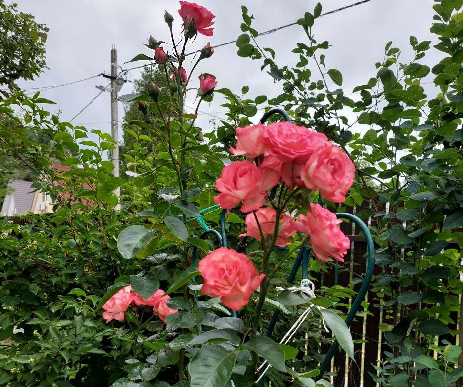 Болезни роз и методы борьбы