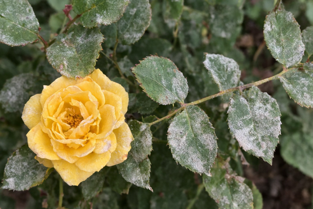 Методы борьбы с мучнистой росой